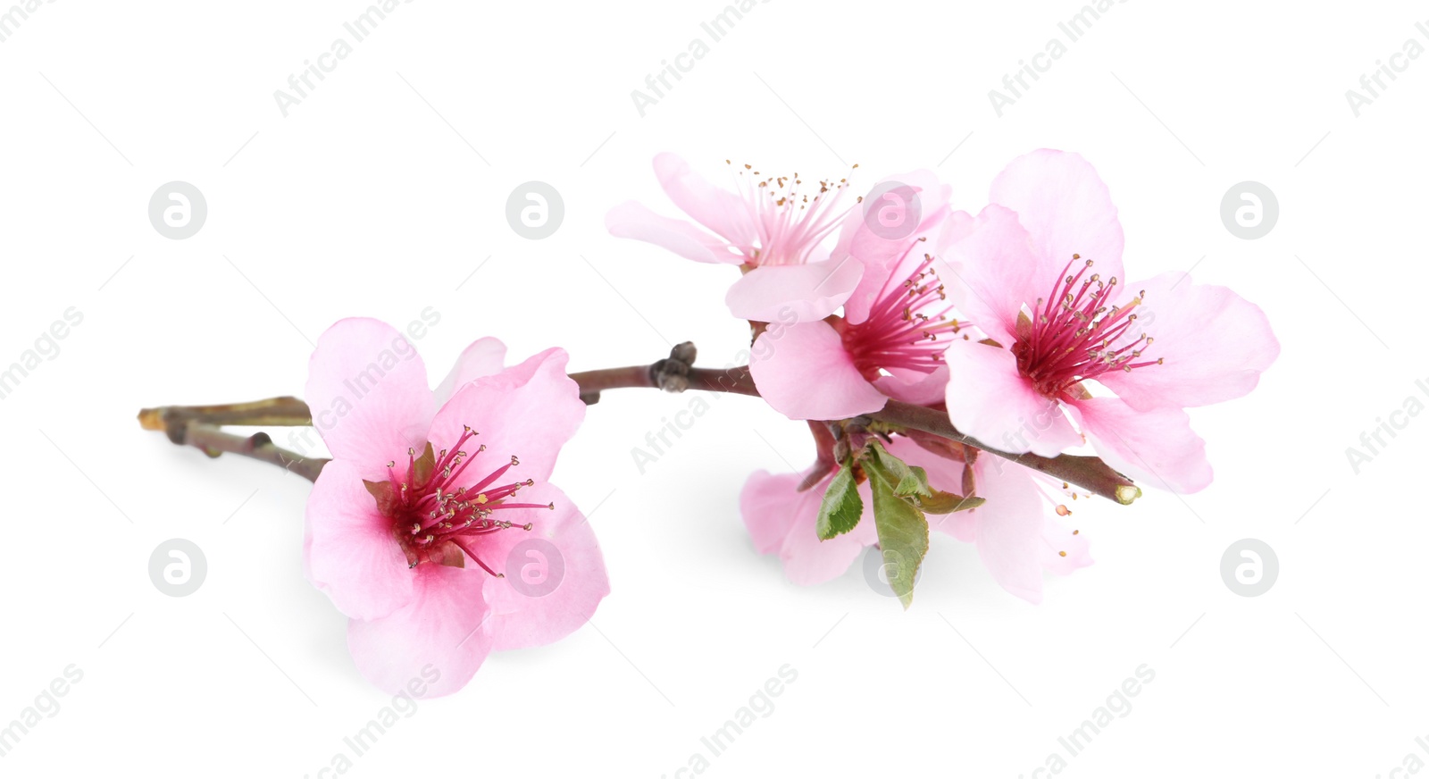 Photo of Tree branch with blossom isolated on white. Spring season