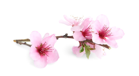 Photo of Tree branch with blossom isolated on white. Spring season