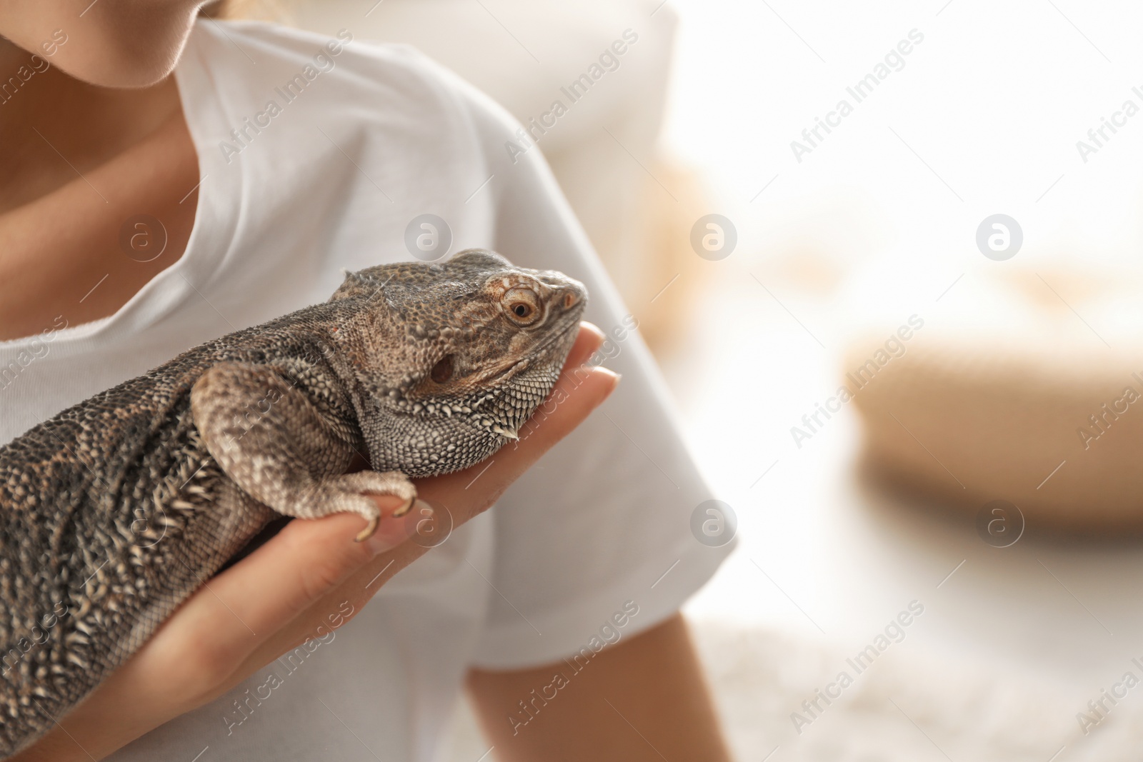 Photo of Woman holding bearded lizard indoors, closeup. Exotic pet