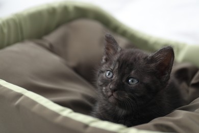 Photo of Cute fluffy kitten on pet bed indoors. Baby animal