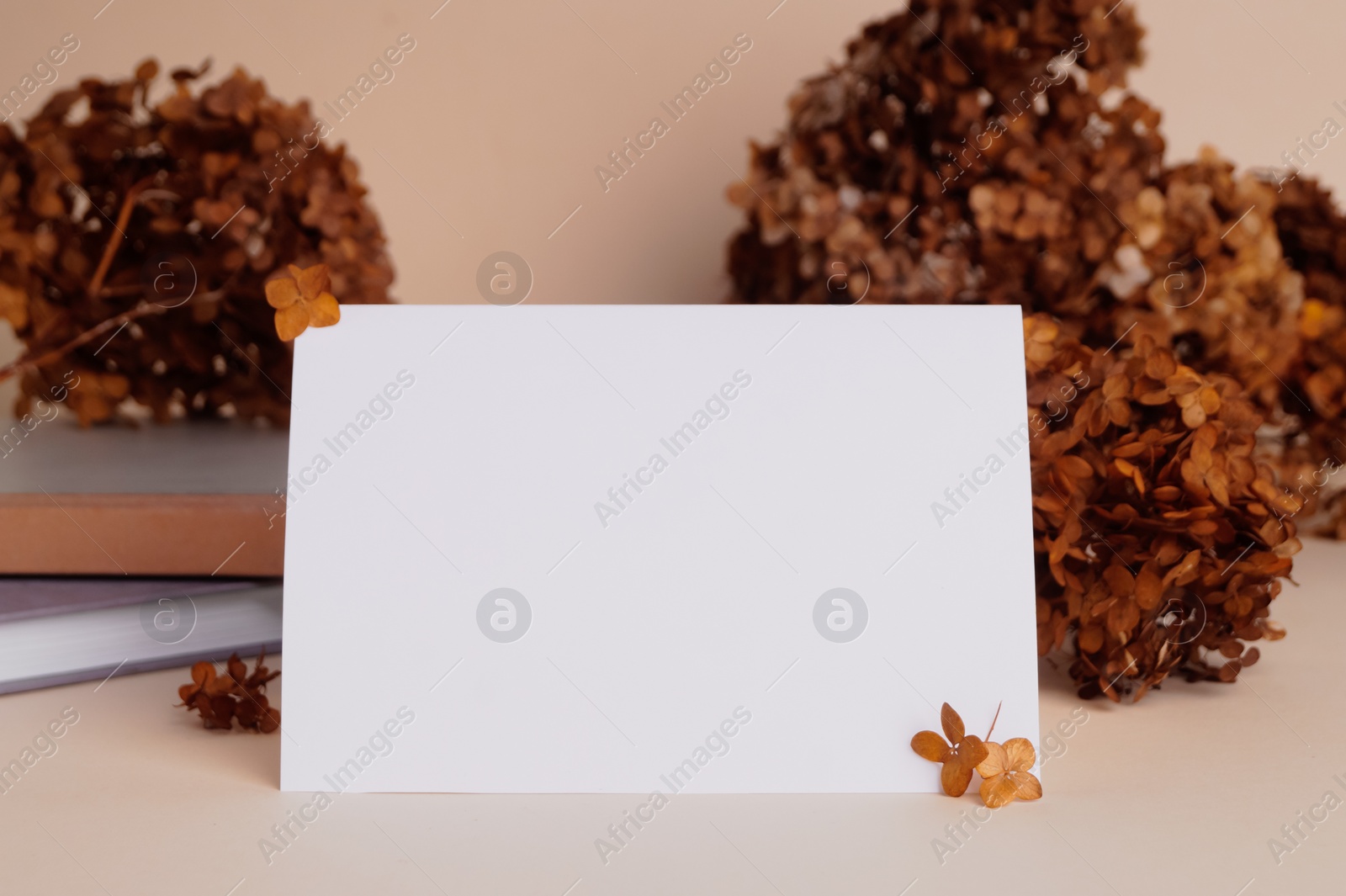 Photo of Dried hortensia flowers and sheet of paper on beige table. Space for text