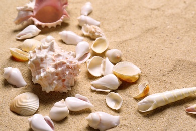 Photo of Beautiful seashells on beach sand, closeup. Summer vacation