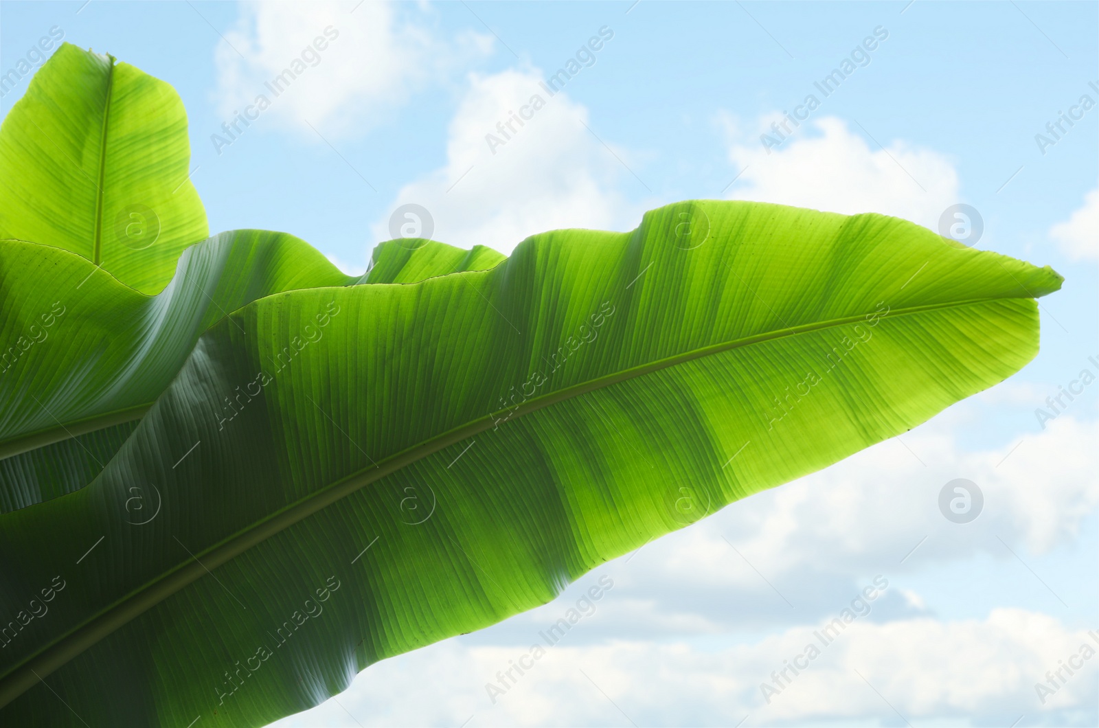 Photo of Fresh green banana plants against blue sky, low angle view. Tropical leaves