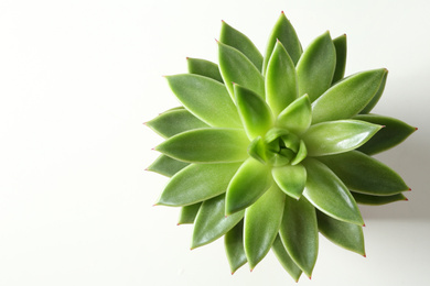 Photo of Beautiful echeveria on white background, top view. Succulent plant