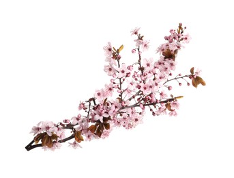 Sakura tree branch with beautiful pink blossoms isolated on white