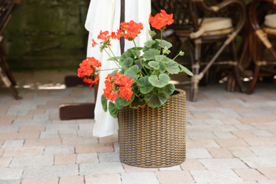 Photo of Beautiful red flowers in plant pot outdoors