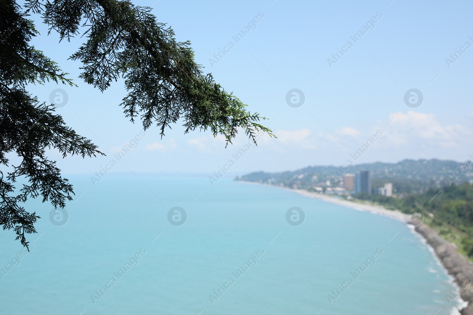 Photo of Branches of beautiful coniferous tree outdoors, closeup. Space for text