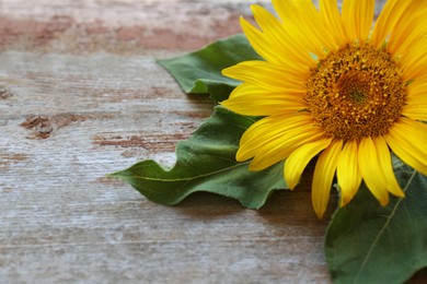 Photo of Beautiful sunflower on wooden table, closeup. Space for text