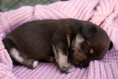 Cute puppy sleeping on pink knitted blanket, closeup