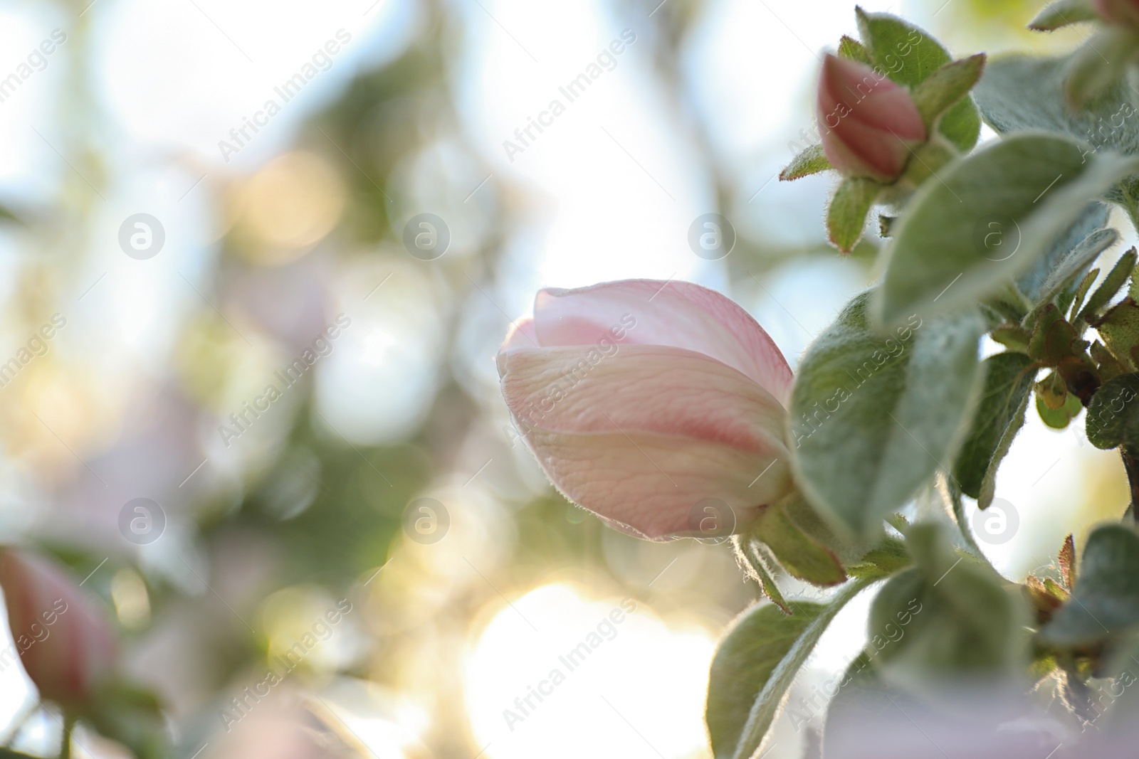 Photo of Closeup view of beautiful blossoming quince tree outdoors on spring day