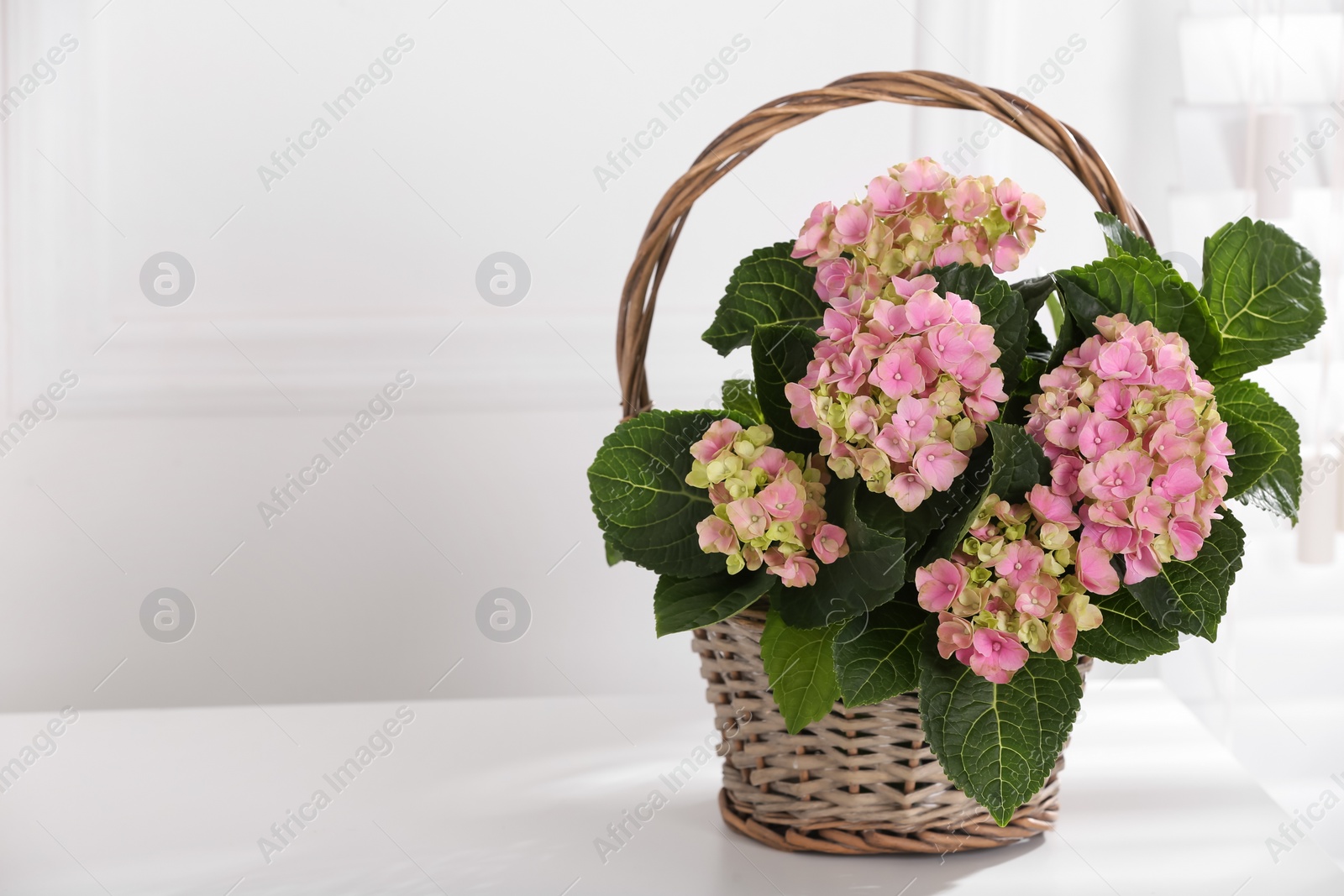 Photo of Beautiful blooming pink hortensia in wicker basket on white table indoors. Space for text