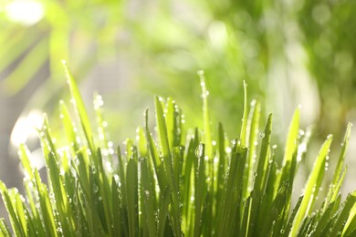 Lush green grass with water drops outdoors on sunny day, closeup