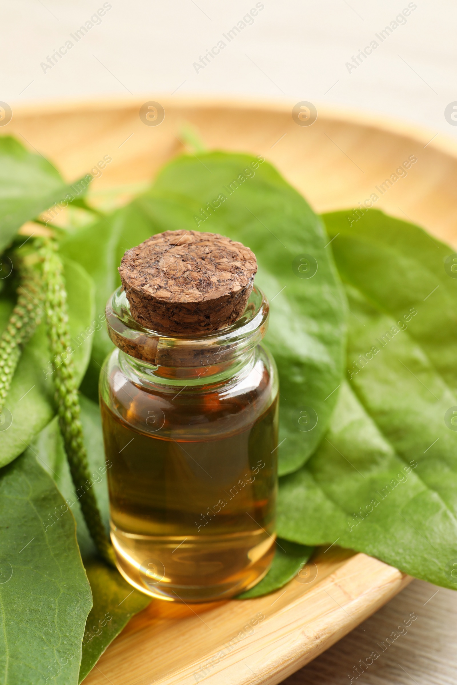 Photo of Bottle of broadleaf plantain extract and leaves on wooden plate, closeup