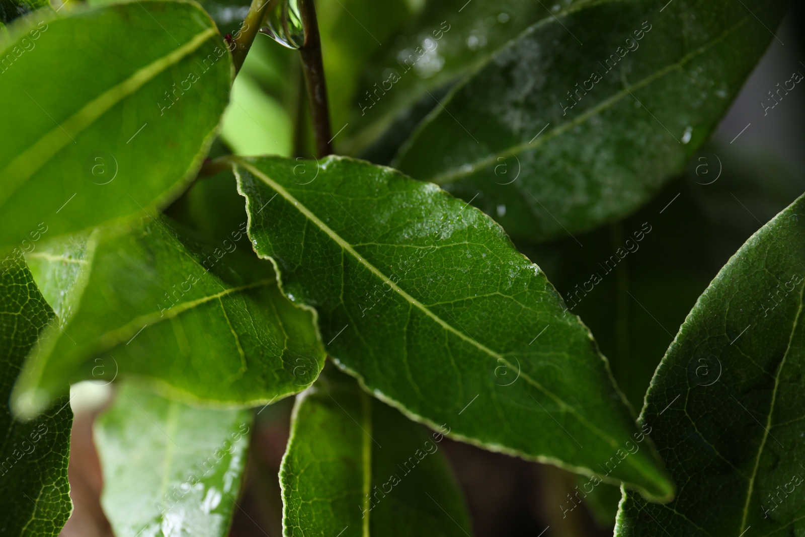 Photo of Bay tree with green leaves growing on blurred background, closeup