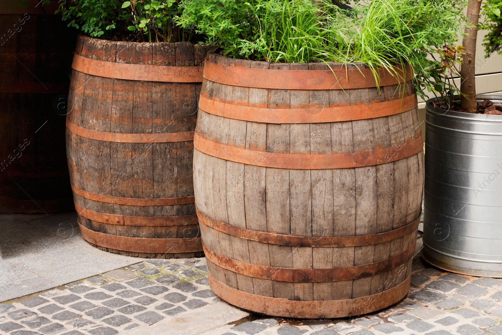 Photo of Traditional wooden barrels and green plants outdoors