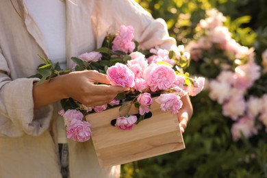 Photo of Woman holding crate with beautiful tea roses in garden, closeup