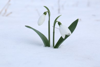 Photo of Beautiful blooming snowdrops growing in snow outdoors. Spring flowers