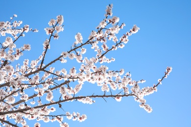 Photo of Closeup view of blossoming apricot tree on sunny day outdoors. Springtime