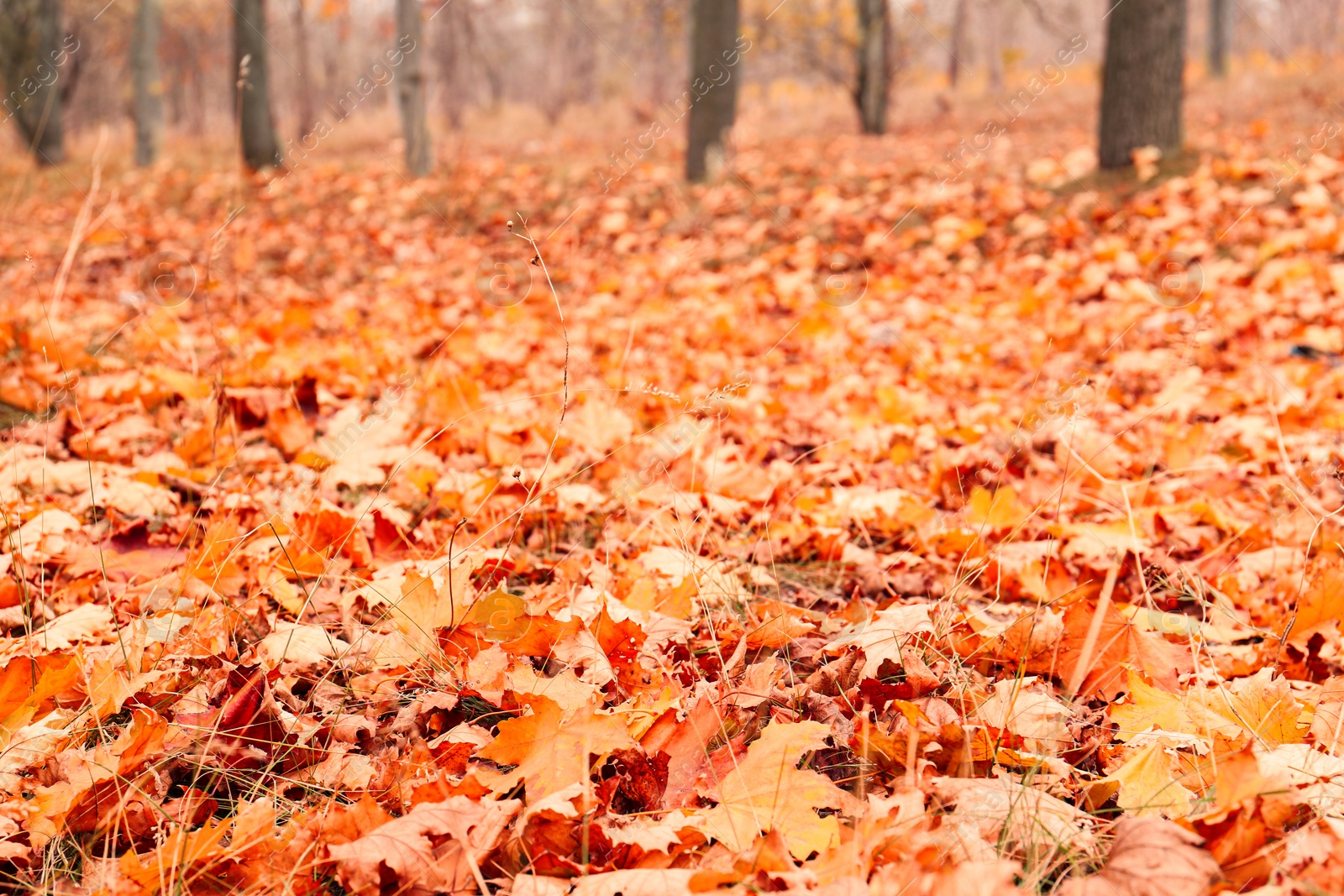 Photo of Beautiful orange leaves in park on autumn day