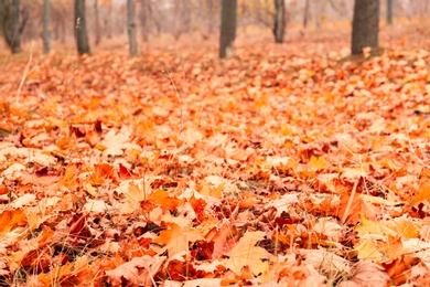 Photo of Beautiful orange leaves in park on autumn day