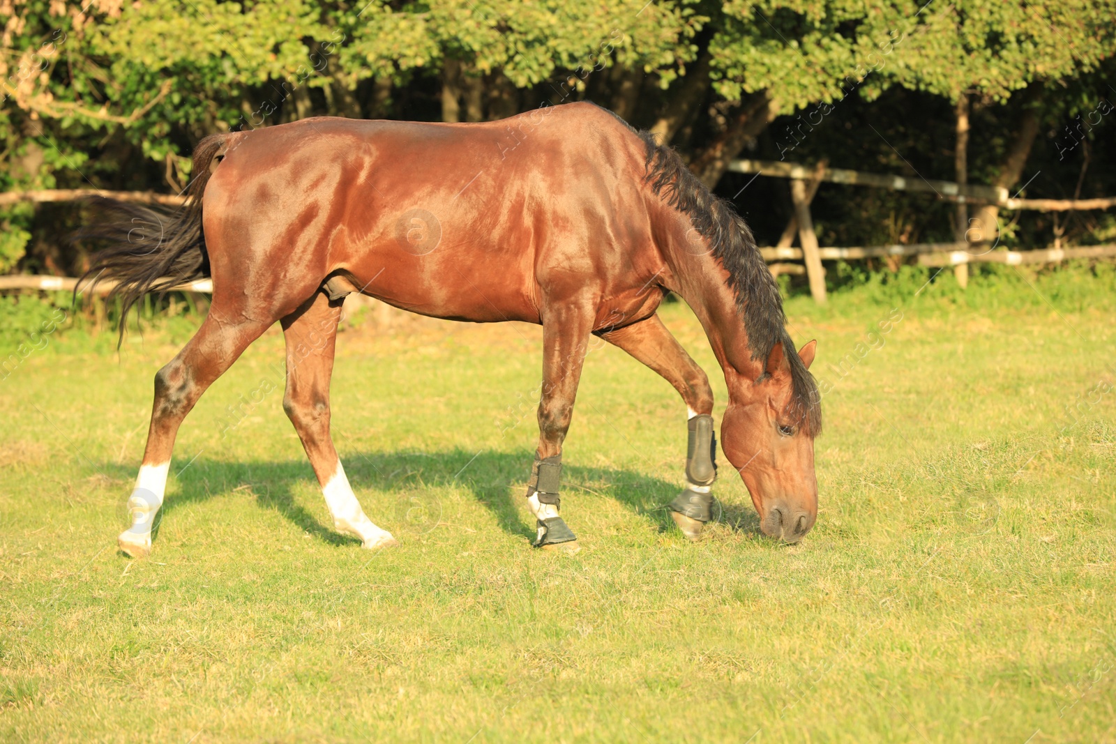 Photo of Beautiful chestnut horse grazing on green pasture