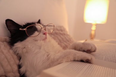 Photo of Cute cat with glasses and book sleeping on bed at home, closeup