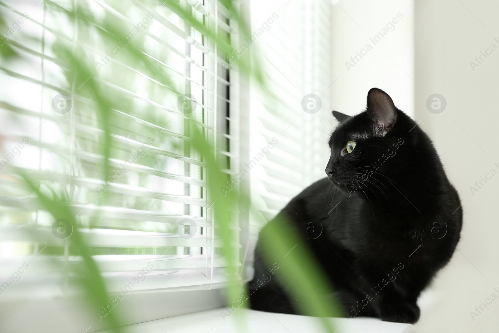 Photo of Adorable black cat near window with blinds indoors, view through green leaves