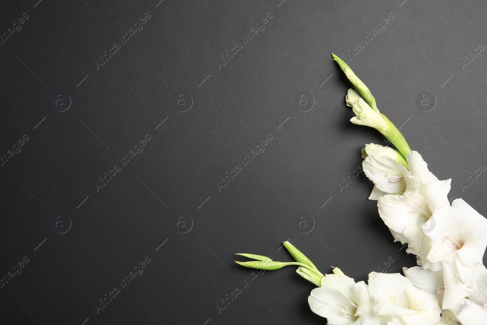 Photo of Flat lay composition with beautiful gladiolus flowers on dark background