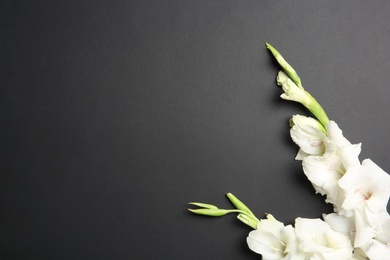 Flat lay composition with beautiful gladiolus flowers on dark background