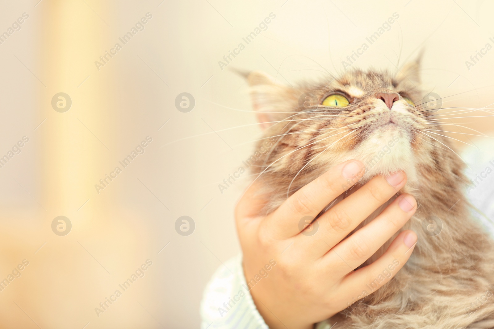 Photo of Woman with adorable Maine Coon cat at home, closeup. Space for text