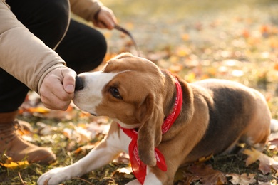 Man walking her cute Beagle dog in autumn park, closeup