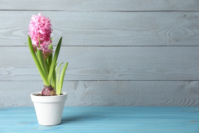 Photo of Beautiful hyacinth in flowerpot on light blue wooden table. Space for text