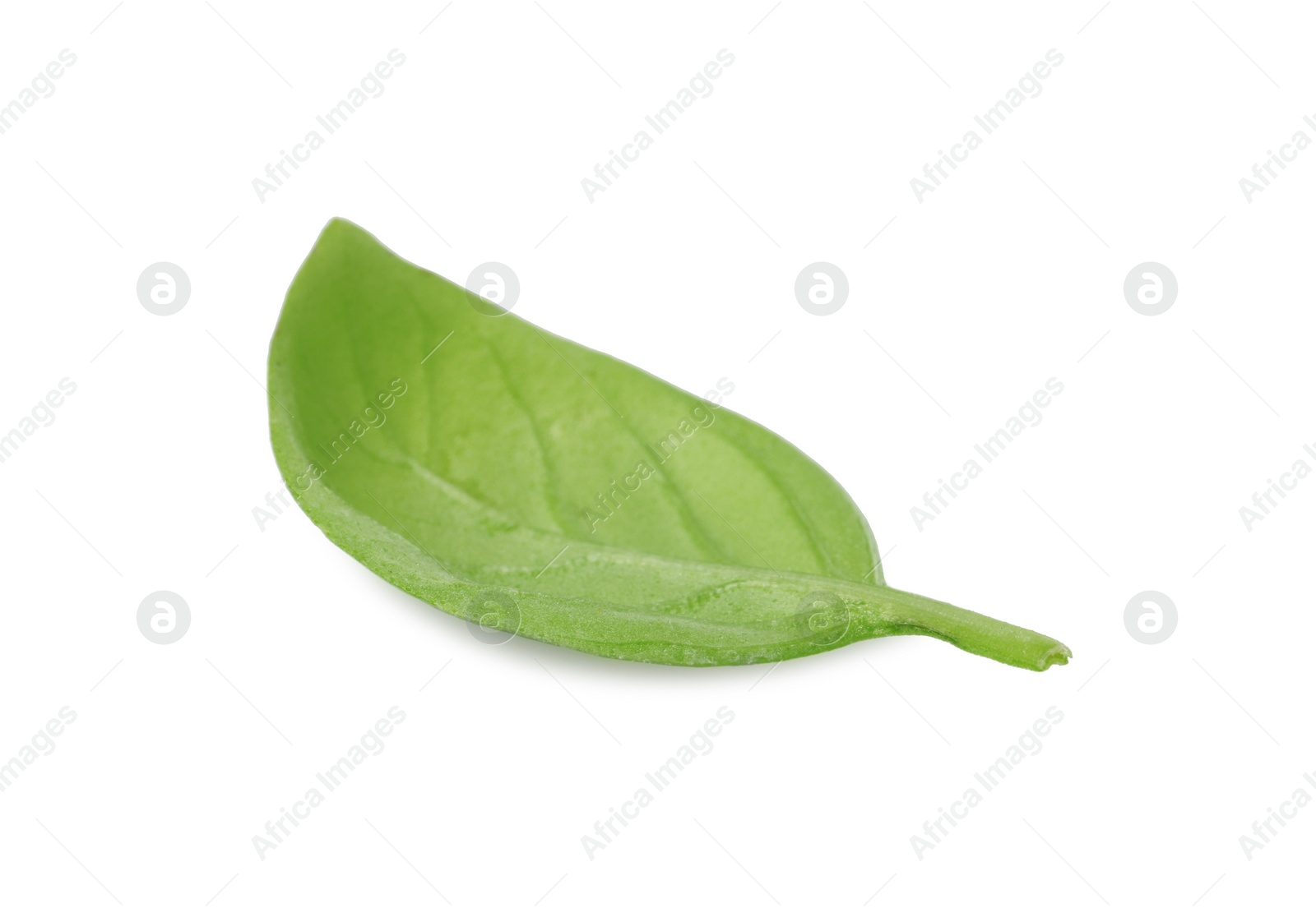 Photo of One green basil leaf isolated on white