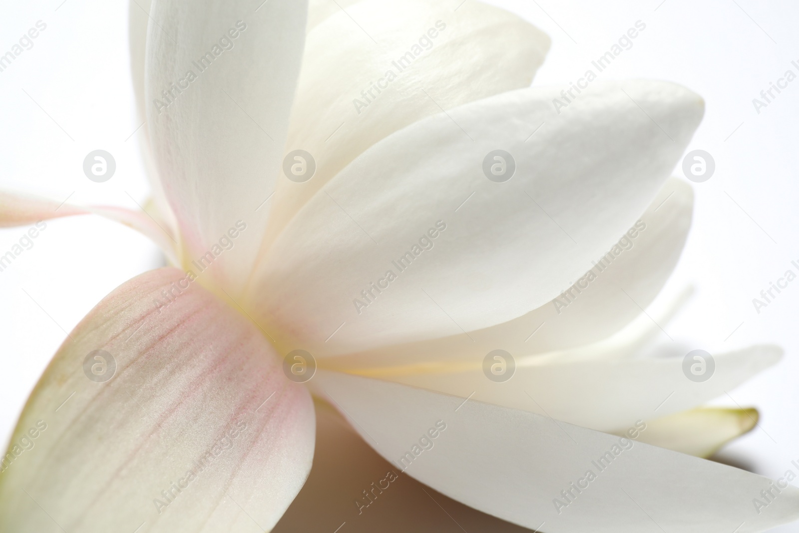 Photo of Beautiful blooming lotus flower on white background, closeup