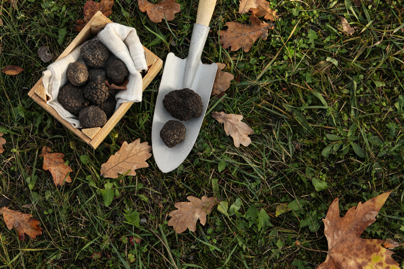 Photo of Wooden crate and shovel with fresh truffles on green grass, flat lay. Space for text