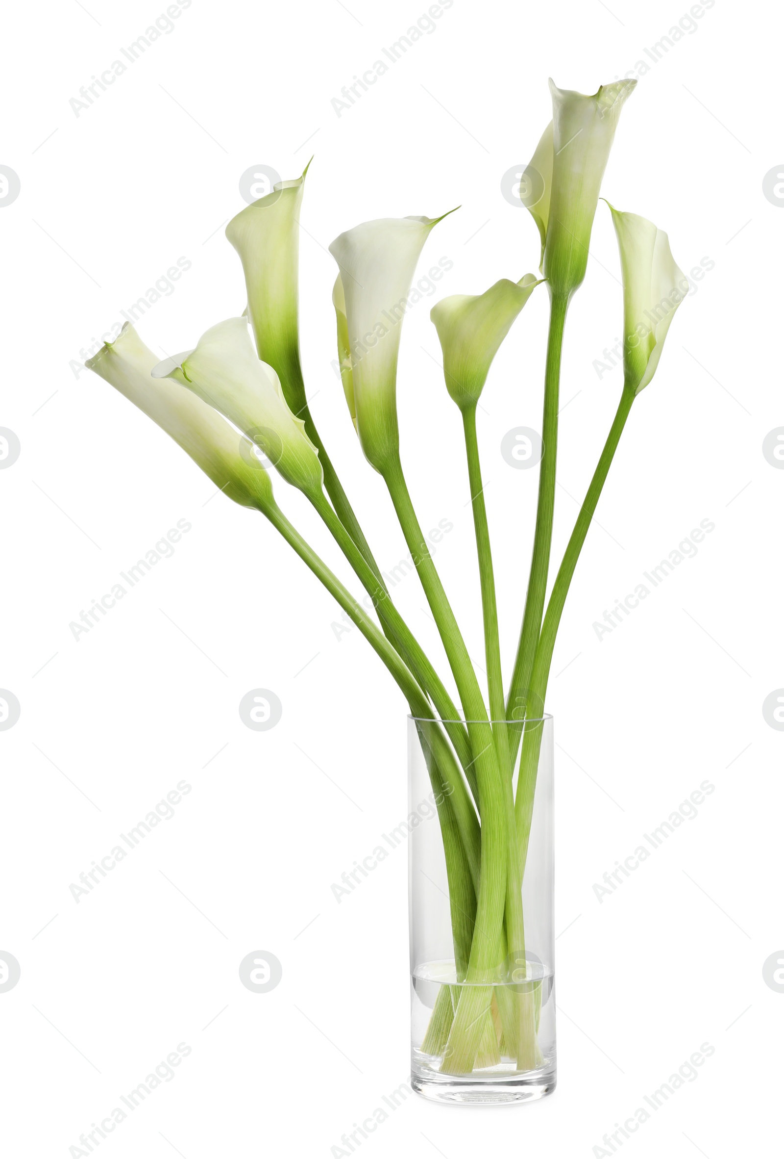 Photo of Beautiful calla lily flowers on white background