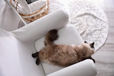 Photo of Cute Balinese cat on armchair at home, above view. Fluffy pet