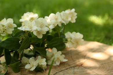 Photo of Branches of beautiful jasmine flowers on wooden stump outdoors, closeup. Space for text