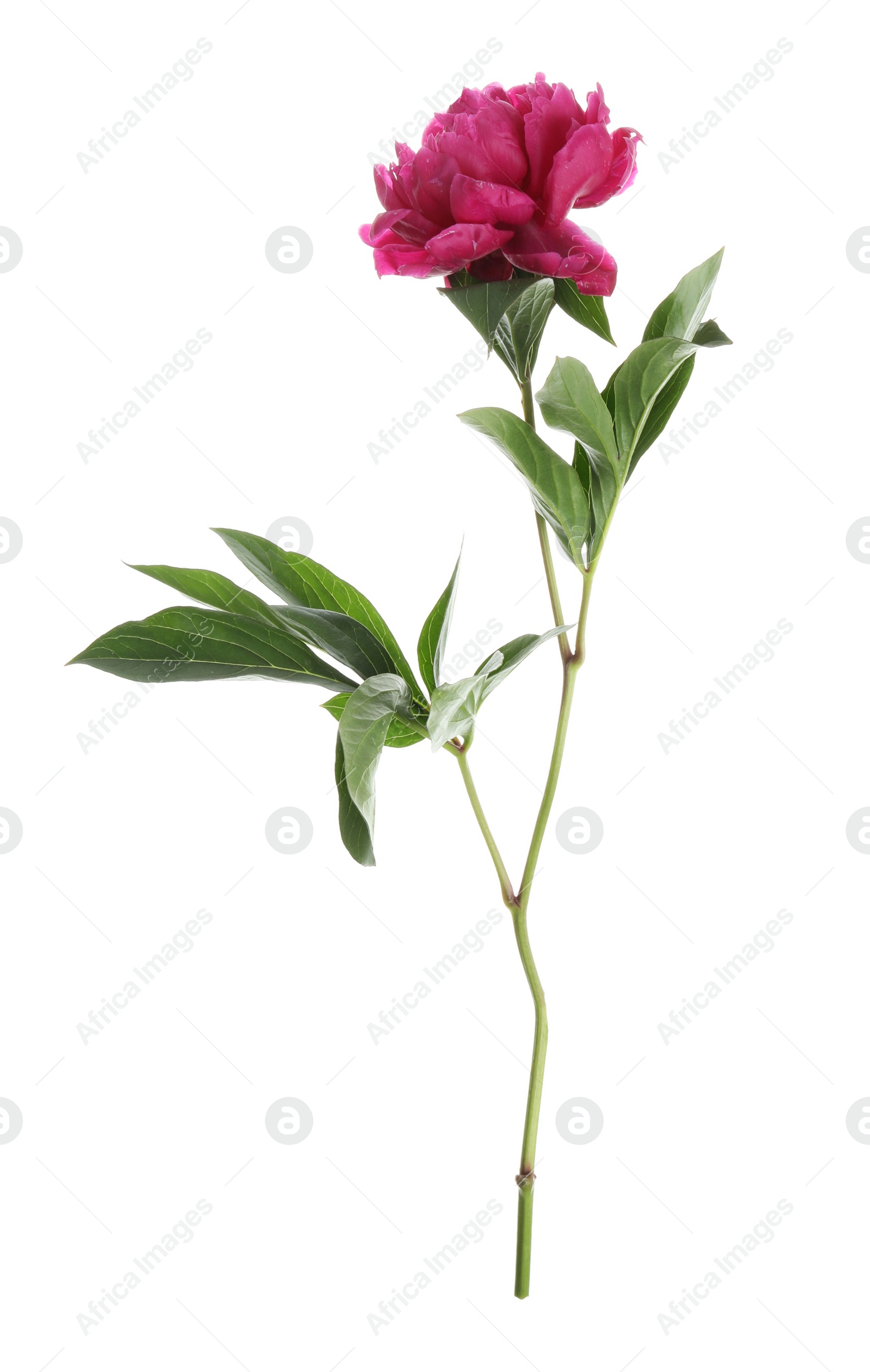 Photo of Beautiful pink peony flower isolated on white