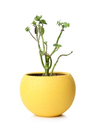 Sick home plant in pot on white background