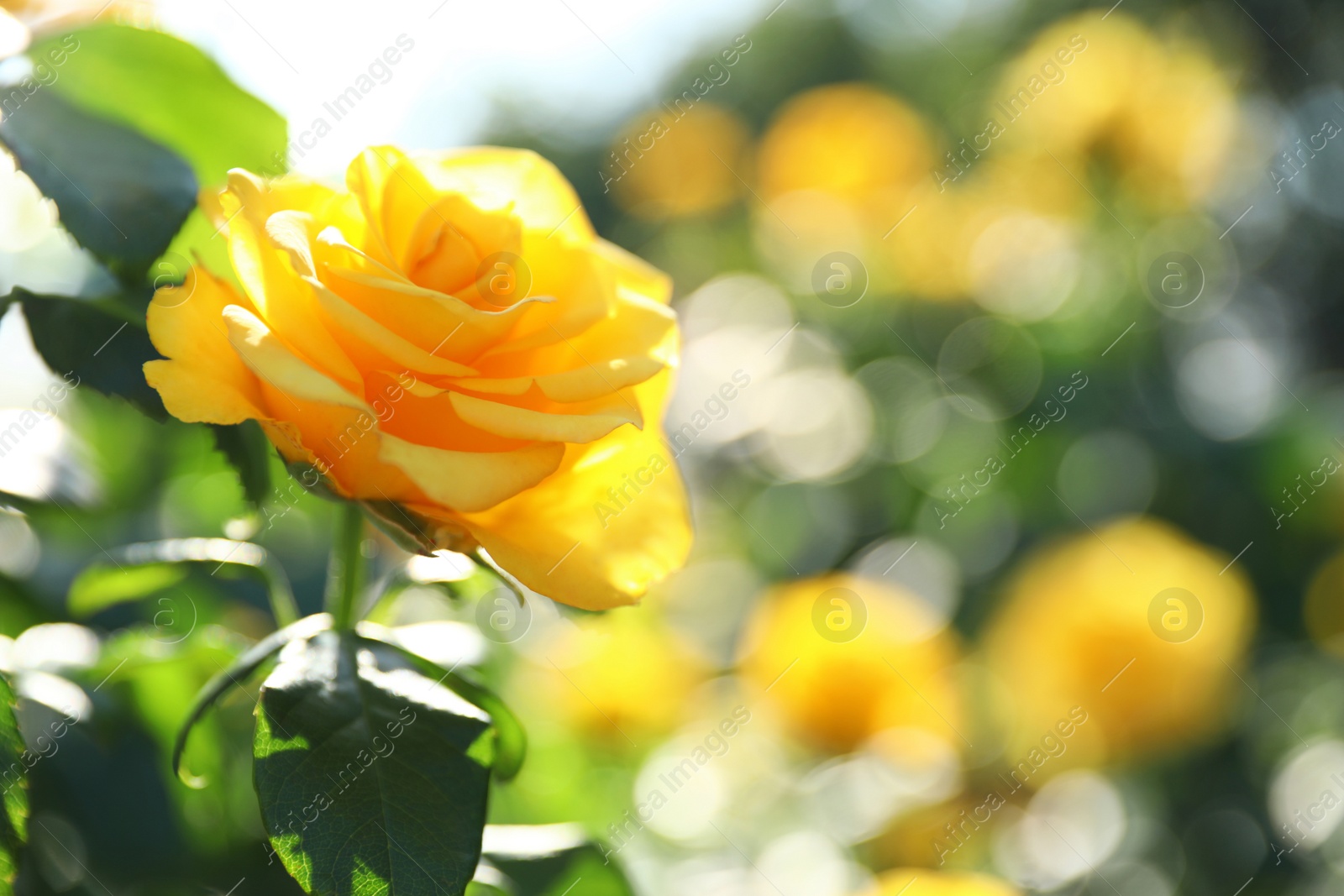 Photo of Beautiful rose in blooming garden on sunny day