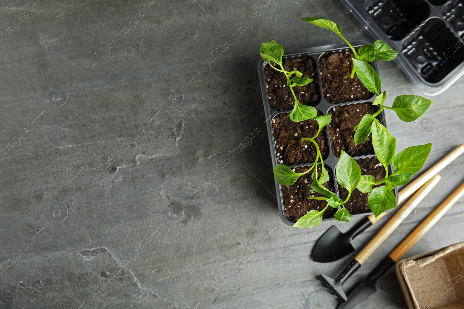 Photo of Flat lay composition with vegetable seedlings in plastic tray on grey table. Space for text