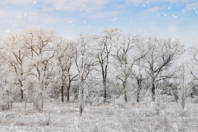 Photo of Plants covered with hoarfrost outdoors on winter morning