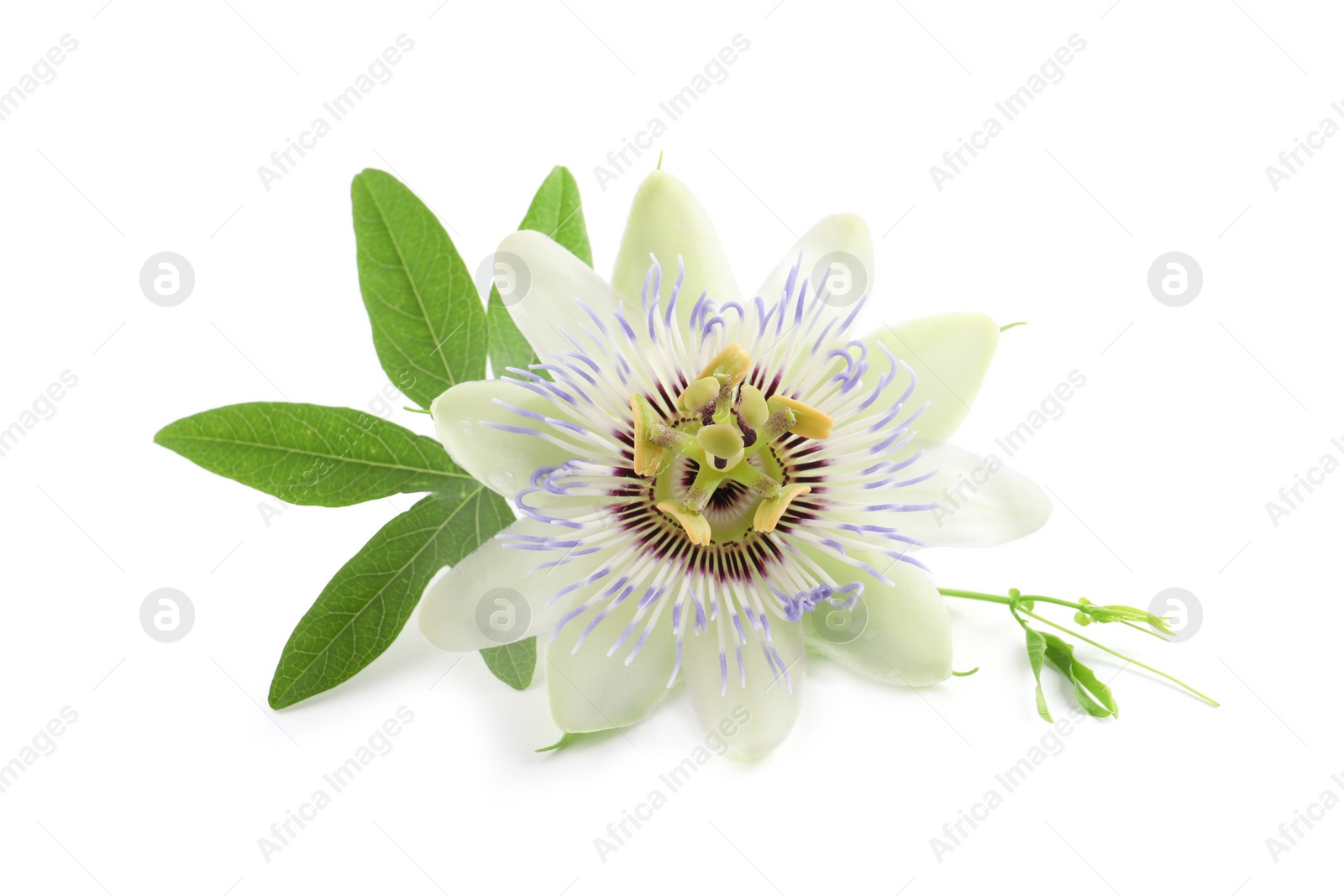 Photo of Beautiful blossom of Passiflora plant (passion fruit) with green leaves on white background