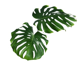 Green fresh monstera leaves on white background. Tropical plant