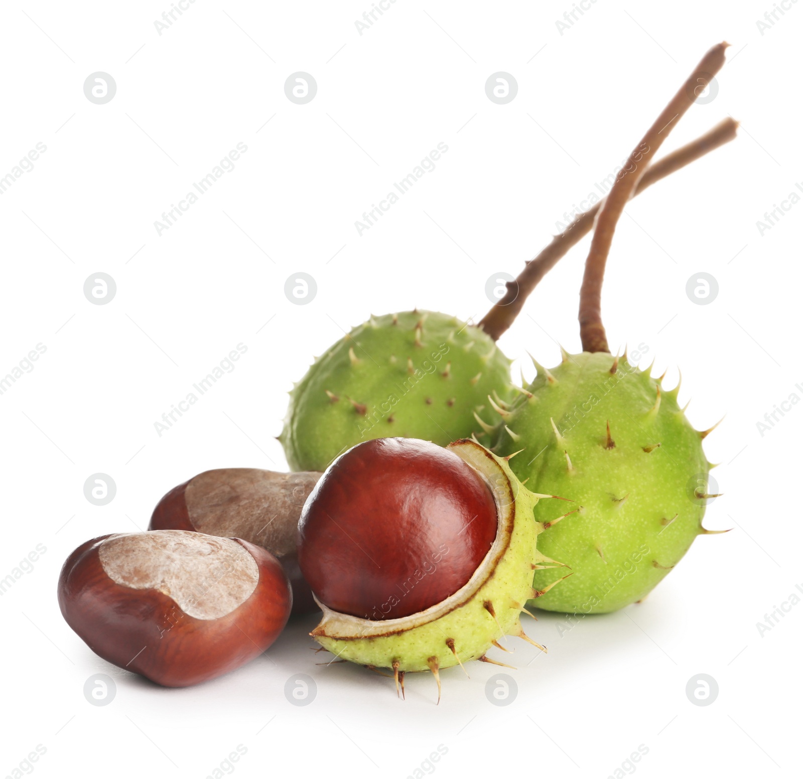 Photo of Horse chestnuts in pods isolated on white