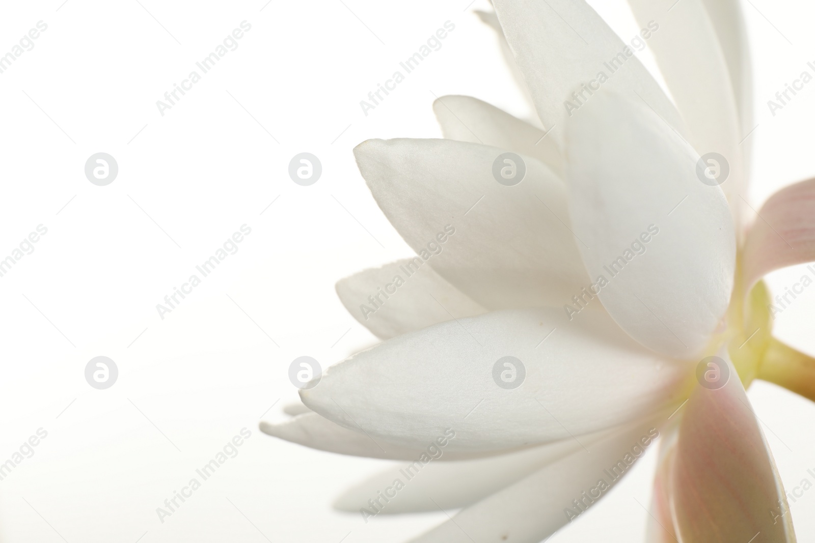 Photo of Beautiful blooming lotus flower on white background, closeup