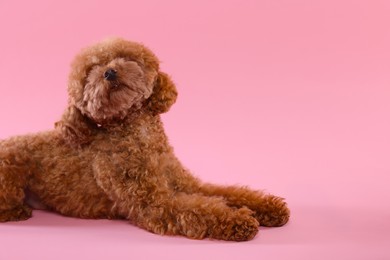 Cute Maltipoo dog on pink background, space for text. Lovely pet