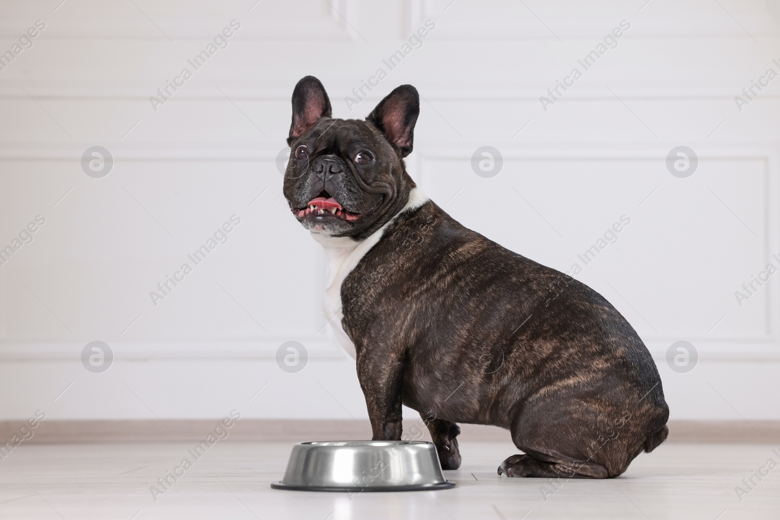 Photo of Adorable French Bulldog near bowl indoors. Lovely pet