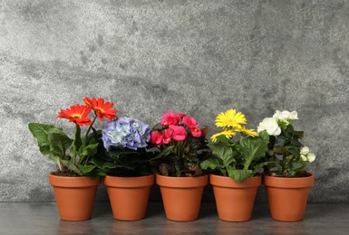 Different beautiful blooming plants in flower pots on grey table